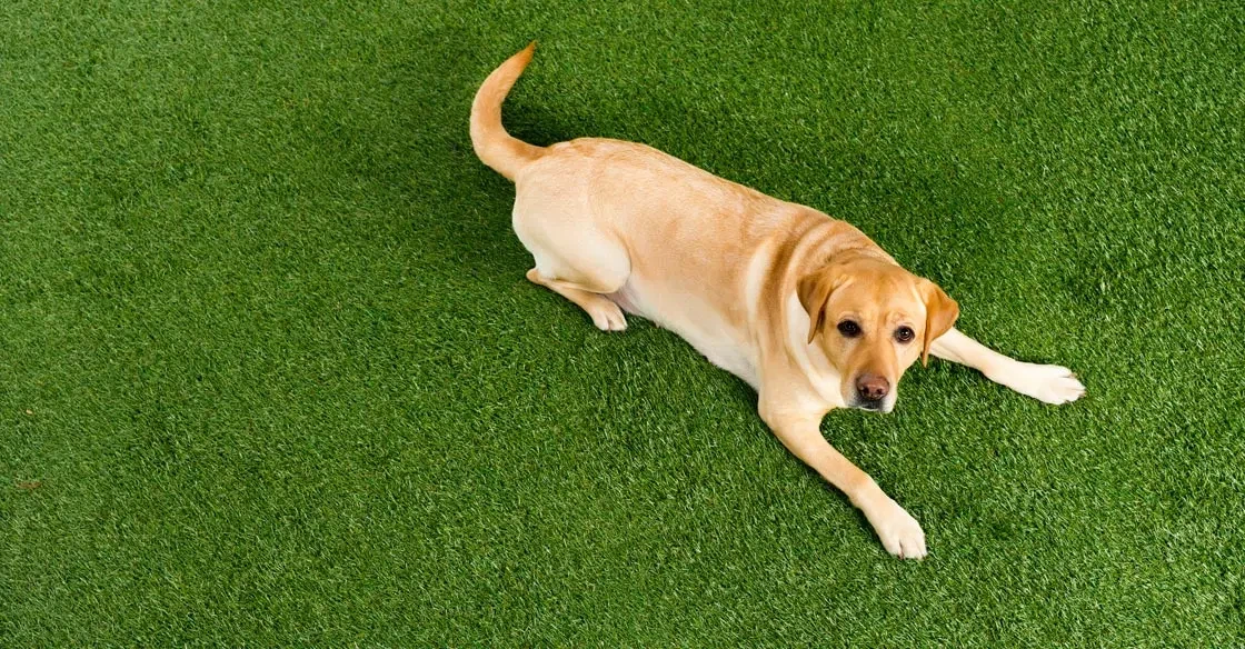 landscape grass pets landscape grass pets