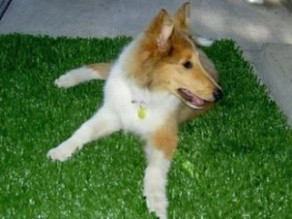 Hot Sale Paras hinta Synteettinen ruoho koirille